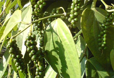 spice exporters in karnataka - Black Pepper Farm Photo