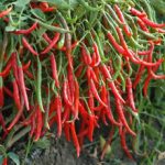 Spice exporters in Telangana