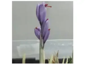 Saffron King Pampore Kashmir India